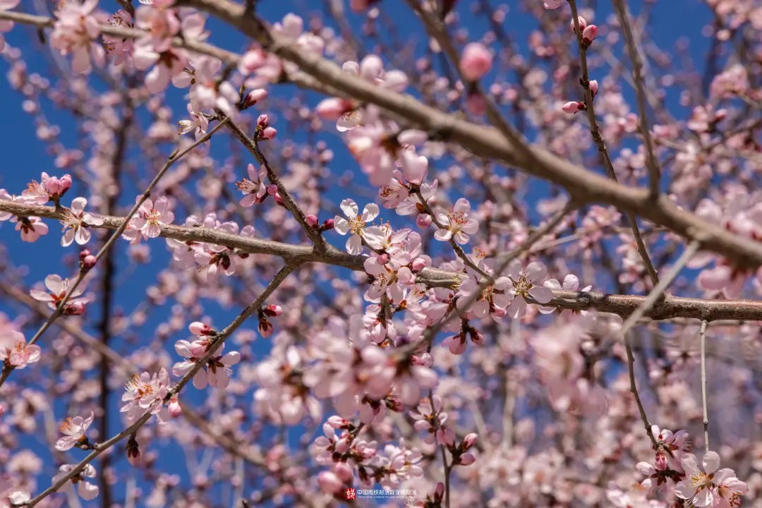 蓟州区桃花
